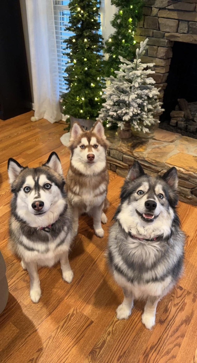 Robert's three huskies sitting together